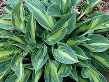 Hosta Stand By Me    (pot