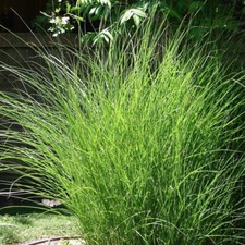 Miscanthus sinensis