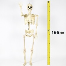 Life Size Skeleton 5ft 5in (166cm) Spooky Halloween Prop Scary Haunted House