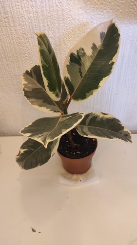 Ficus tineke elastica - ficus,