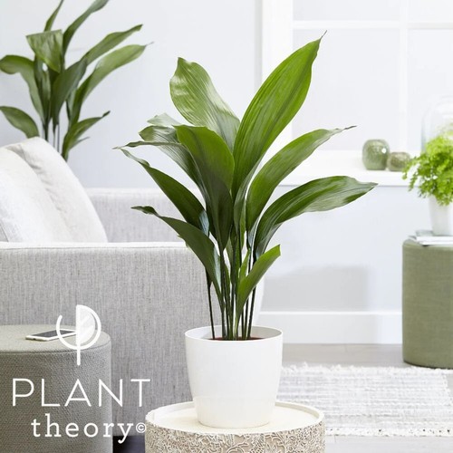 90cm aspidistra elatior - 90cm,
