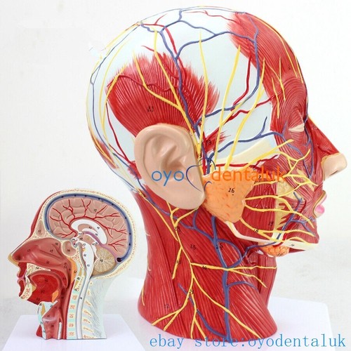 Medical human anatomical model - medical,