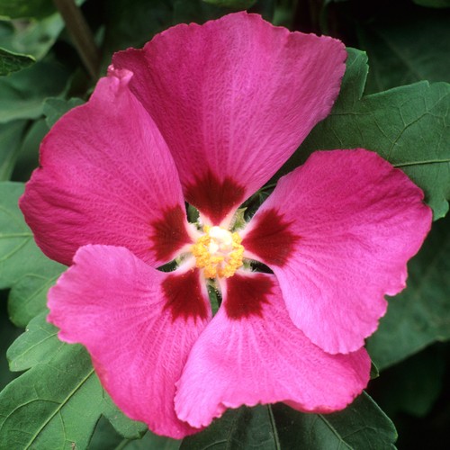 Hibiscus syriacus woodbridge - hibiscus,