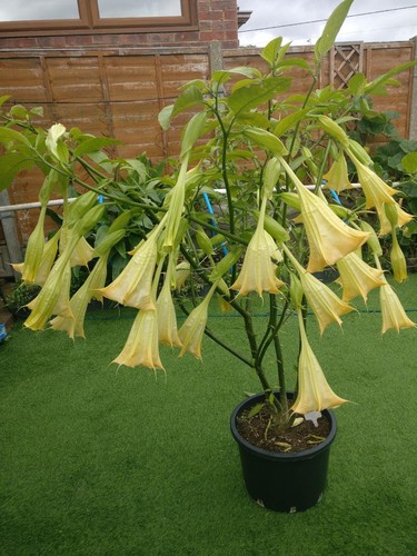 Brugmansia light yellow rooted - brugmansia,