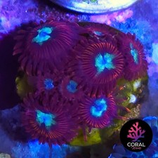 Hotshots Zoa 8 Head Colony Frag WYSIWYG