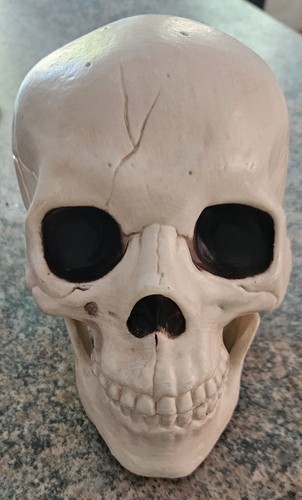 Human skull halloween gothic - skull,