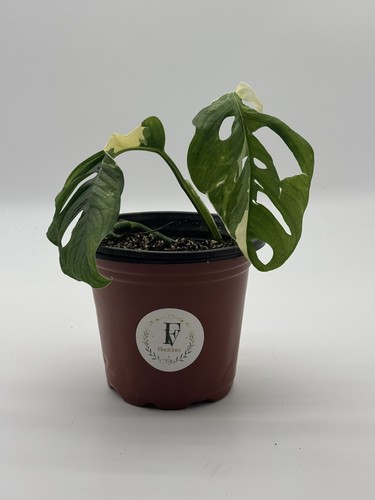 Monstera adansonii albo - monstera,