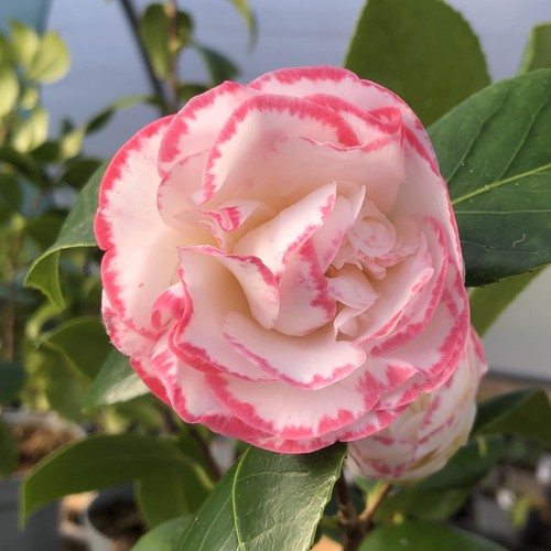 Camellia margaret davis - davis, rhs