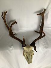 Fallow Deer Antlers Trophy