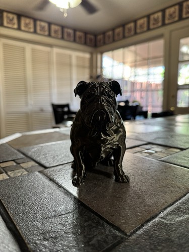 English bulldog miniature - english,
