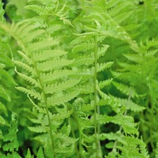 T&M Shuttlecock Fern Garden