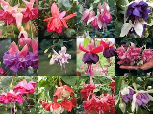 Hardy bush fuchsia mixed - bush, 'mixed