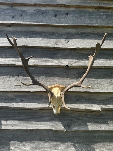 Vintage fallow buck deer - fallow,