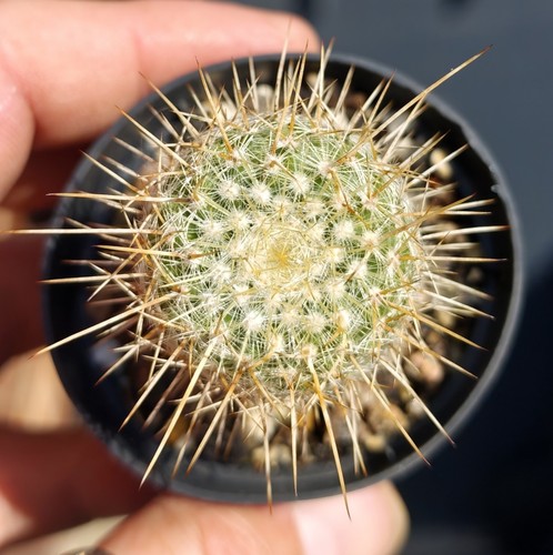 Mammillaria celsiana - mammillaria,