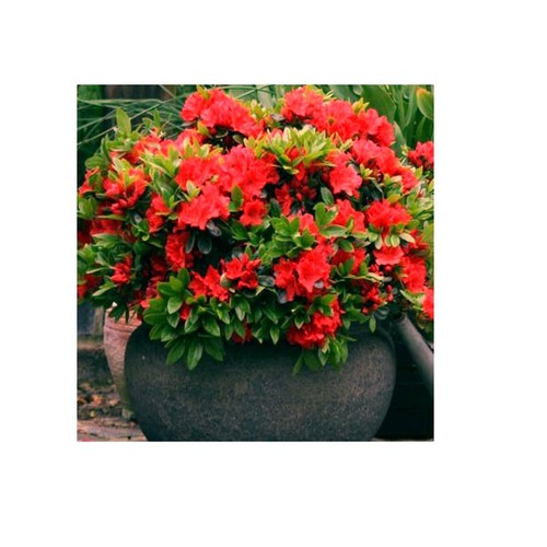Red summer flower garden plant - summer,