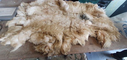 Raw sheep fleece spinning - raw,