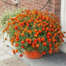 Marigold French 'Firebird'