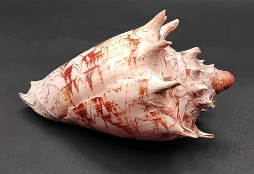 Imperial volute seashell - imperial,