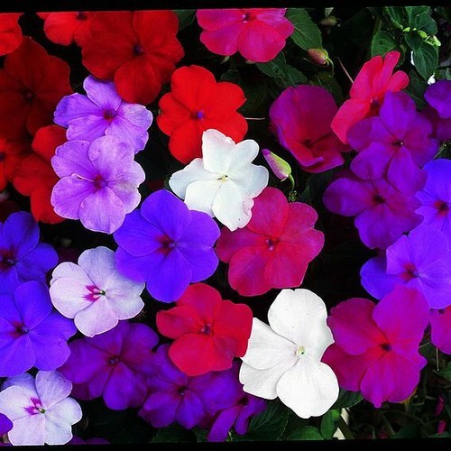Suttons seeds impatiens busy - suttons,