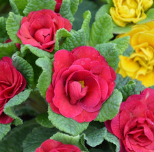 Double Primrose Primula Belarina carmen 3 x plug plants to grow on