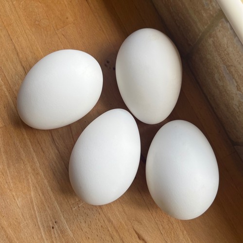 Blown goose eggs - ,, clean