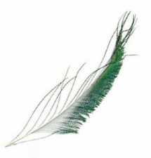 Peacock Sword Tails 2 Per Pack