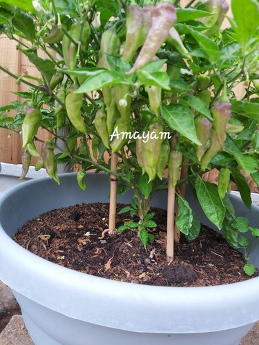 Australian ghost chilli - ,