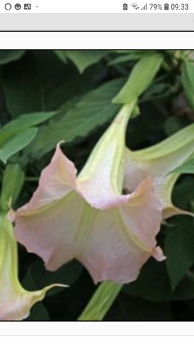 Brugmansia pink angel - ,