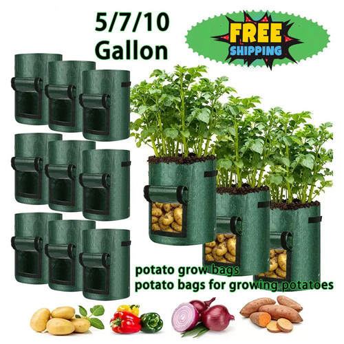 10x large potato - large, bags