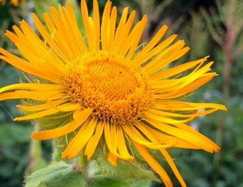 Inula helenium seeds yellow - seeds,