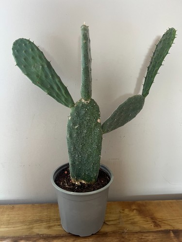 Prickly pear opuntia - prickly,