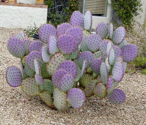 Cactus santa rita purple - rita,