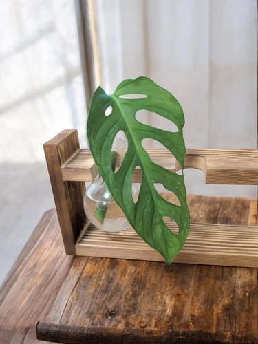 Monstera adansonii swiss - monstera,