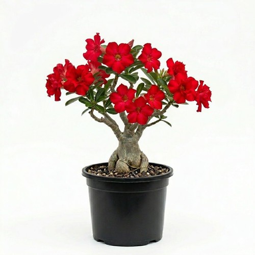 Red desert rose live - 2,
