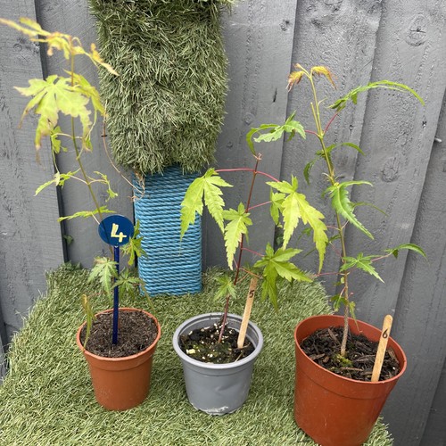 Japanese maple acer palmatum - maple,