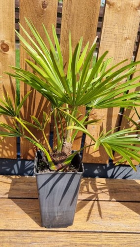 Trachycarpus fortunei palm - trachycarpus,