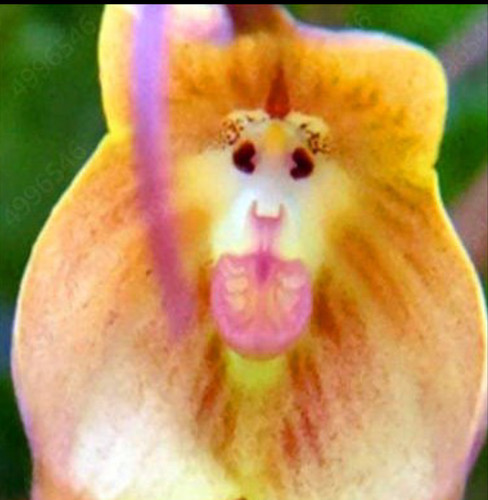 Pcs seeds cute monkey face - seeds,