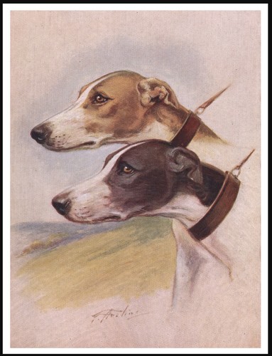 Greyhound dogs head study - greyhound,