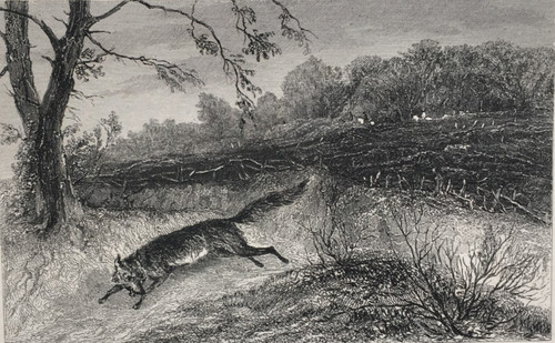 Fox hunting - hunting, breaking