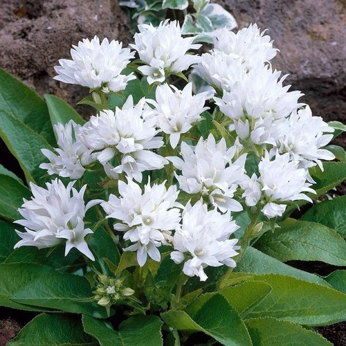 Campanula glomerata alba - glomerata, 'alba'