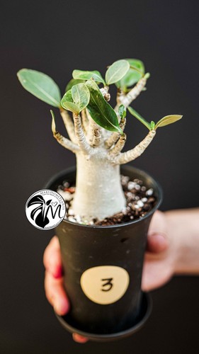 Adenium obesum baobab - adenium,