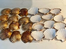 24 Large South Coast Scallop