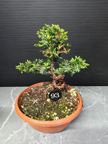 Juniper bonsai tree - (),