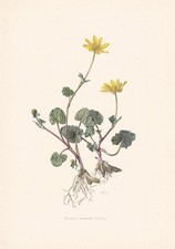 1960 LESSER CELANDINE Print -