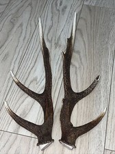 PAIR OF SIKA DEER ANTLERS