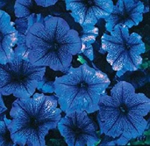 Bin 1r7d2 petunia - bin#1r7d2,