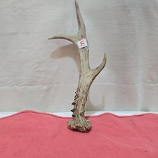 DEER /ROE ANTLER ,THUMBSTICK/