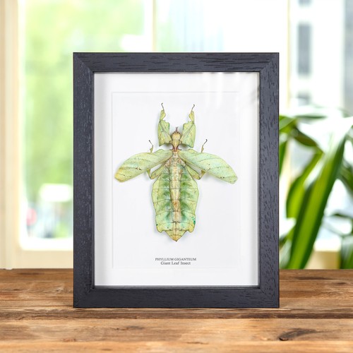 Giant leaf insect - giant, wings