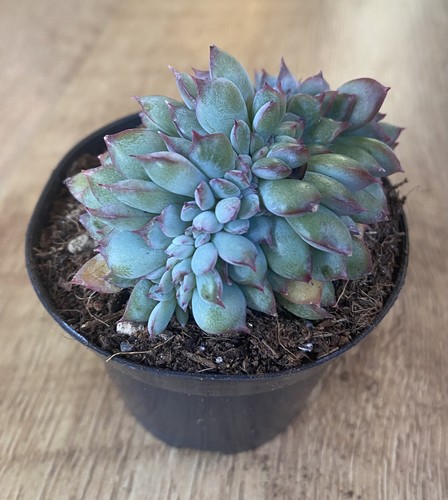 Echeveria pink edge cristata - echeveria, edge'