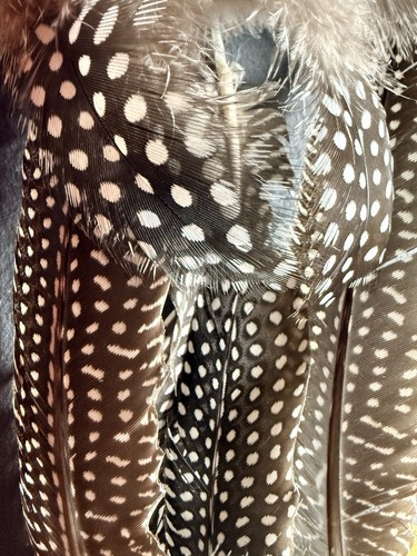 Guinea fowl feathers k - fowl, feathers.